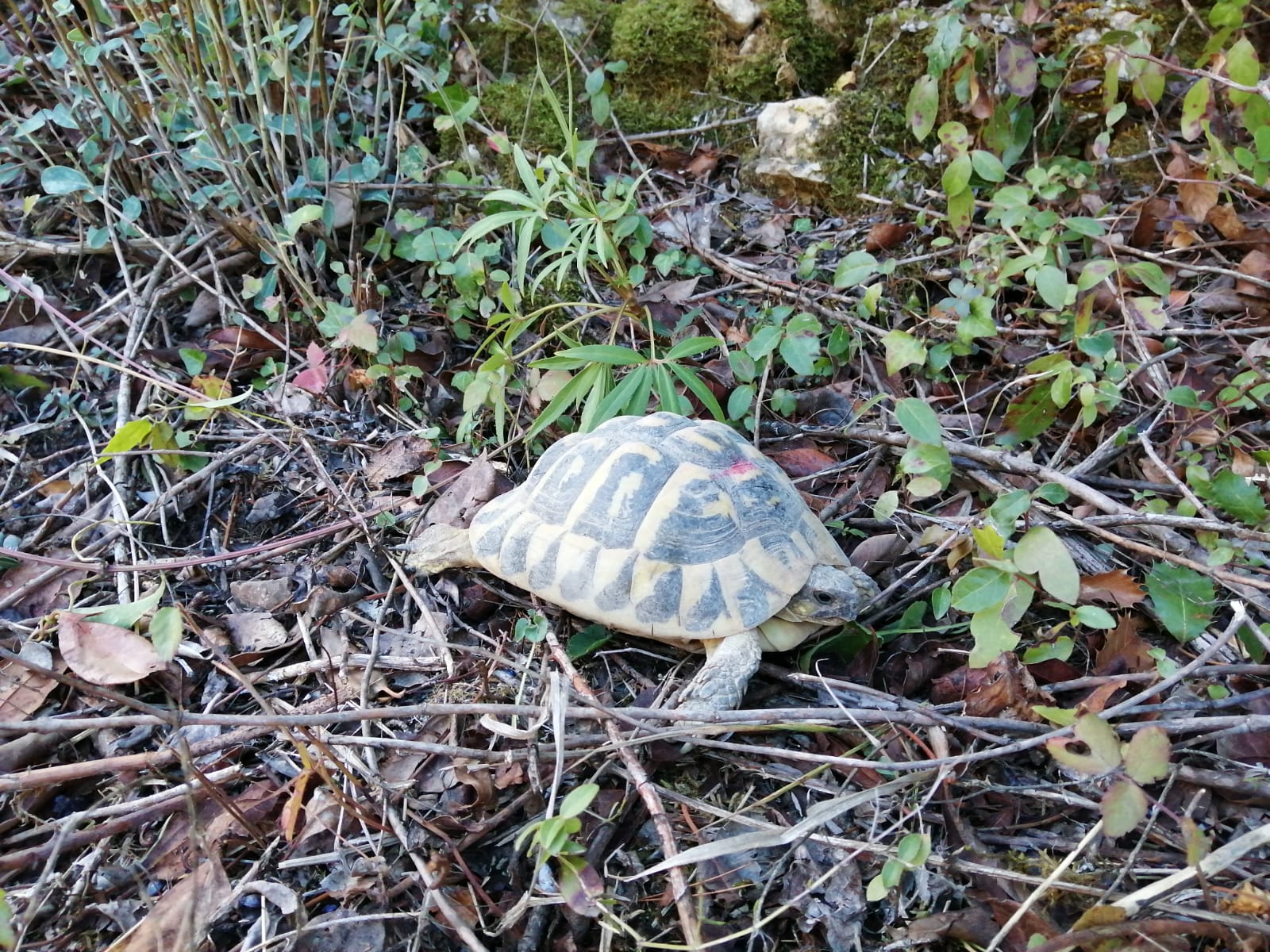 alliberament tortugues2 1CGdplt