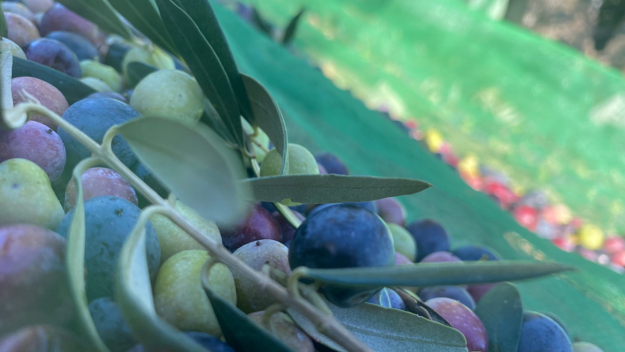 oliveres_oli_2_sara_1.jpg