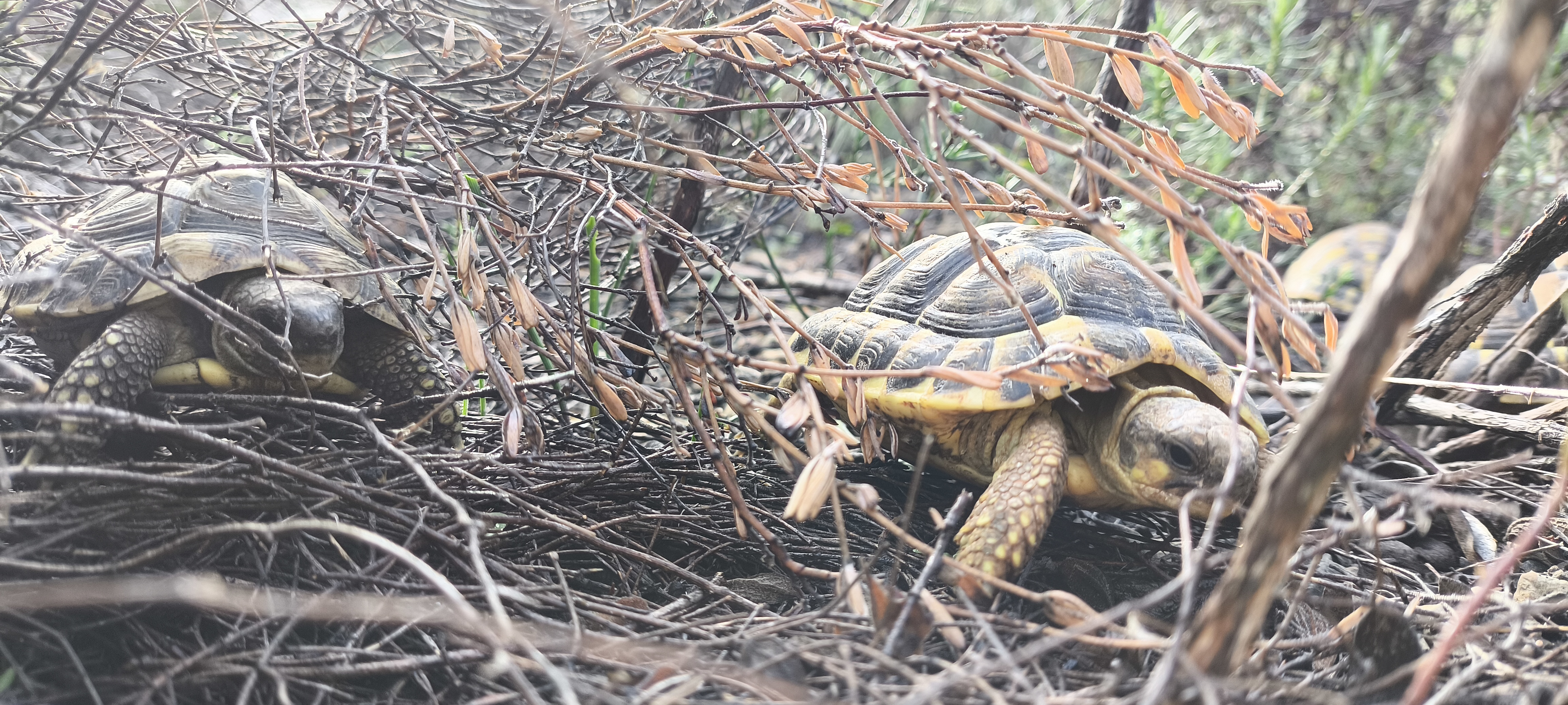 tortugues
